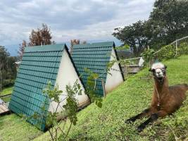 Llamas en Vista Alaja