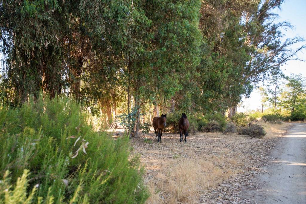 Hacienda Histórica Marchigüe_Hacienda Histórica Marchigüe